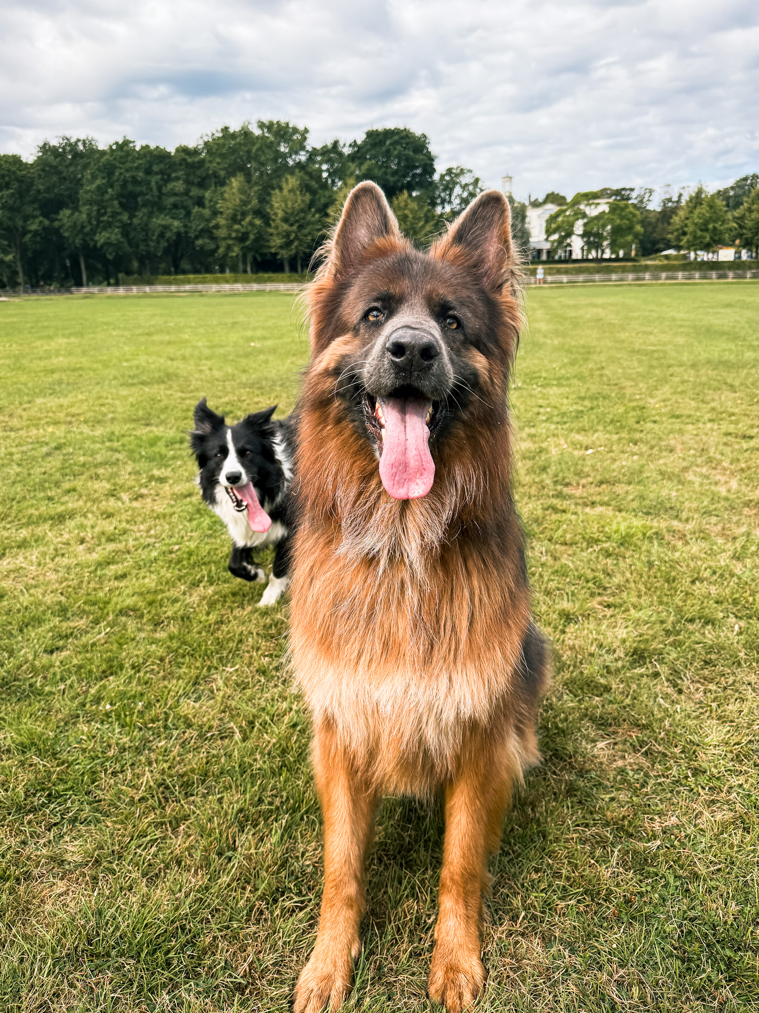 Louie staat samen met een bordercollie in een grasveld.