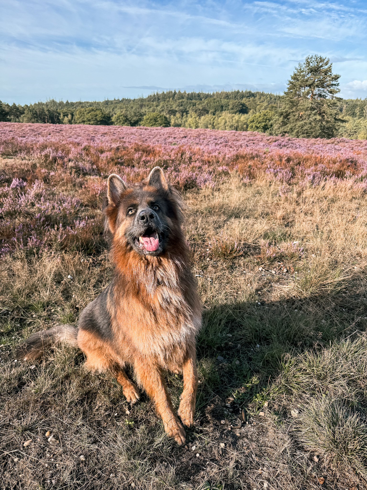 Louie zit voor een paars heideveld aan de bosrand.